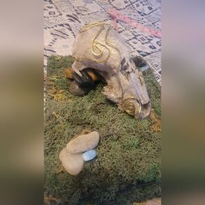 Handmade Repurposed Cigarbox With Racoon Skull And Bone